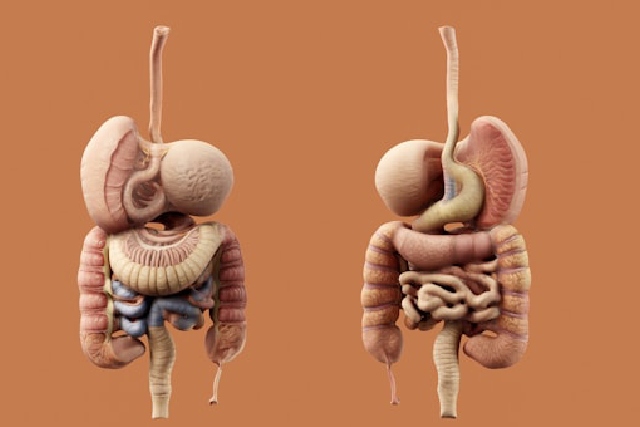 Santé digestive